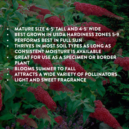 Rynx | Buddleia Royal Red