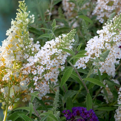 Rynx | Buddleia White Profusion