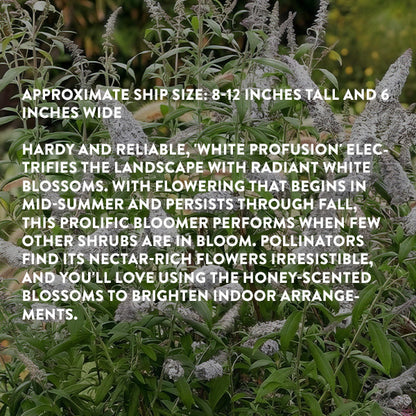 Rynx | Buddleia White Profusion