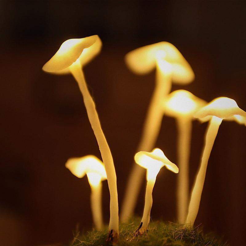 Rynx | - Create your own mushrooms - DIY natural glass - Awaken your creativity
