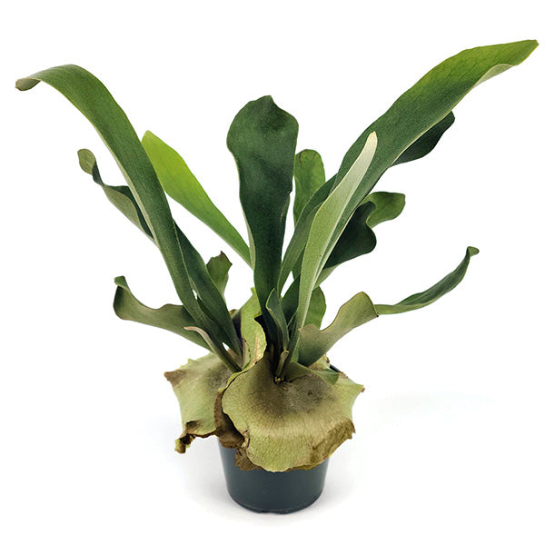 Rynx | Elkhorn houseplant, Choose your pot