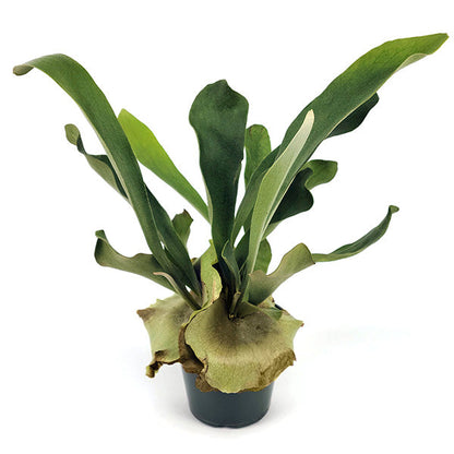 Rynx | Elkhorn houseplant, Choose your pot