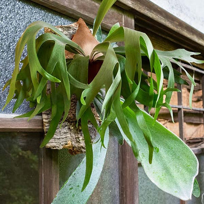 Rynx | Elkhorn houseplant, Choose your pot