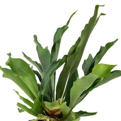 Rynx | Elkhorn houseplant, Choose your pot