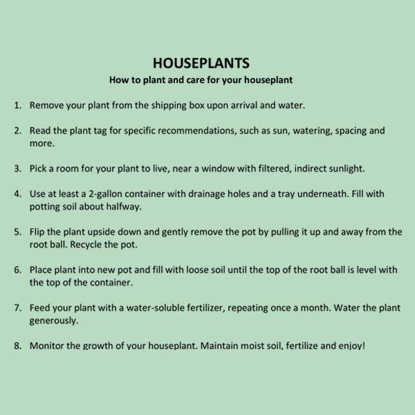 Rynx | Elkhorn houseplant, Choose your pot