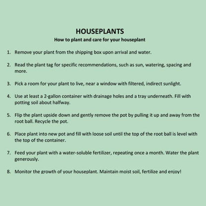 Rynx | Elkhorn houseplant, Choose your pot