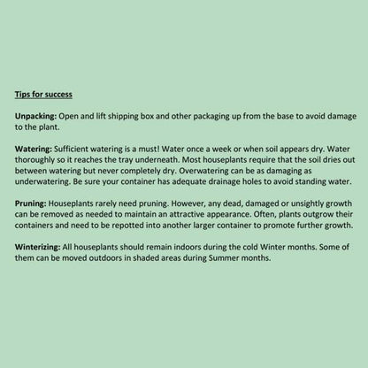 Rynx | Elkhorn houseplant, Choose your pot