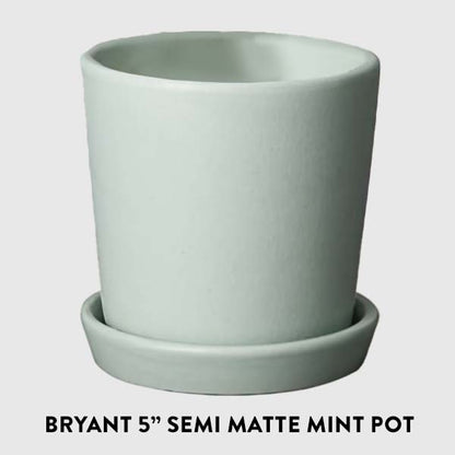 Rynx | Elkhorn houseplant, Choose your pot