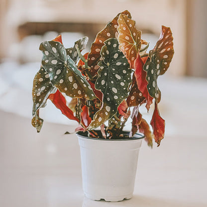 Rynx | Begonia polka dot pattern houseplant, choose your pot