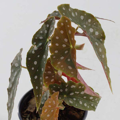 Rynx | Begonia polka dot pattern houseplant, choose your pot
