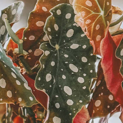 Rynx | Begonia polka dot pattern houseplant, choose your pot
