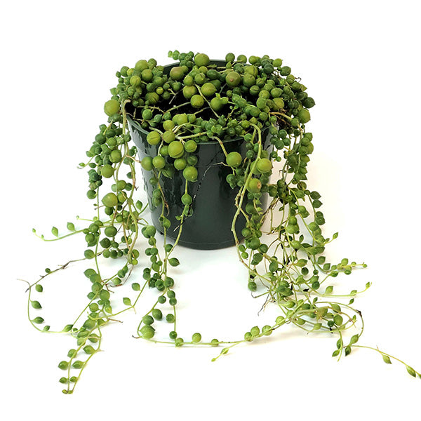 Rynx | Pearl necklace houseplant, choose your pot