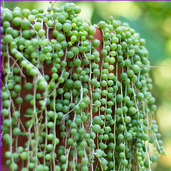 Rynx | Pearl necklace houseplant, choose your pot