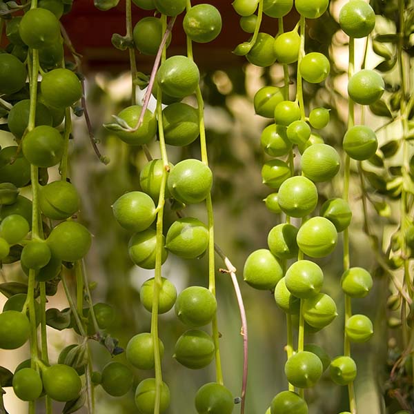 Rynx | Pearl necklace houseplant, choose your pot