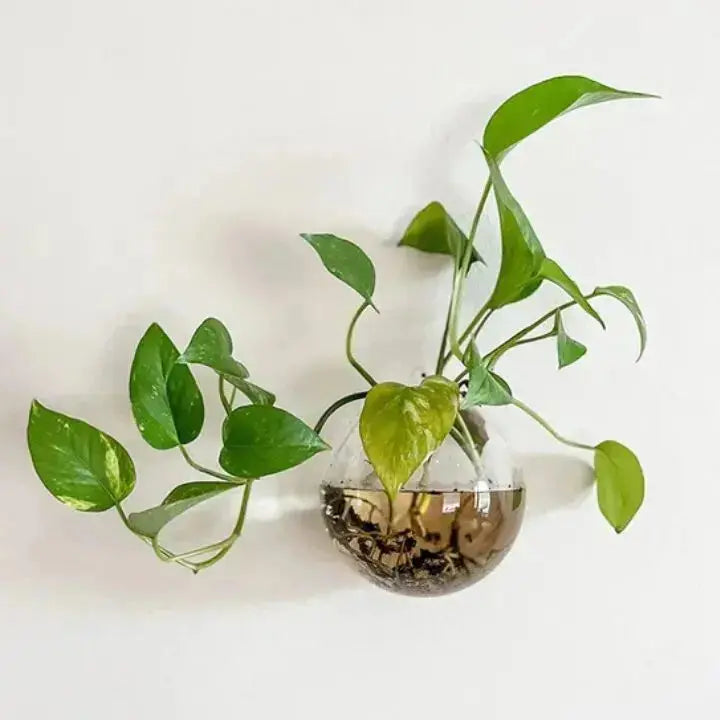 Rynx | Elegant Glass Wall Vase – Minimalist Plant Holder