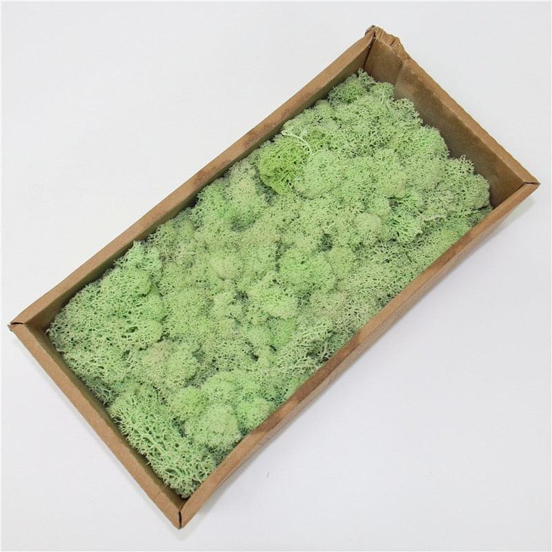 Rynx | Lush Green Moss Wall Art: The Timeless Beauty of Nature