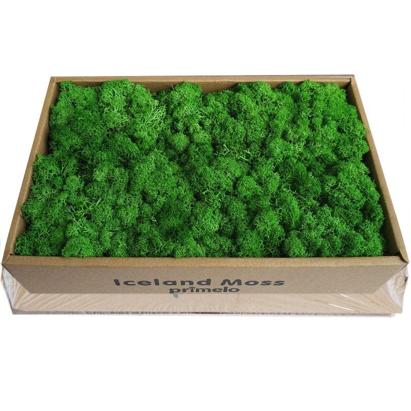 Rynx | Lush Green Moss Wall Art: The Timeless Beauty of Nature