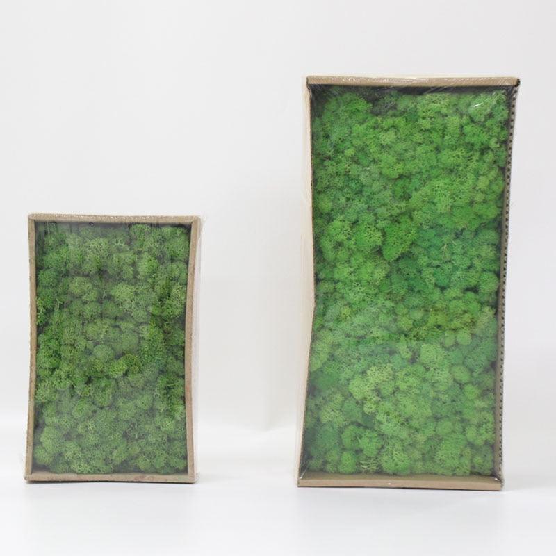 Rynx | Lush Green Moss Wall Art: The Timeless Beauty of Nature