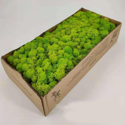 Rynx | Lush Green Moss Wall Art: The Timeless Beauty of Nature
