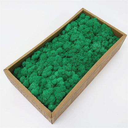 Rynx | Lush Green Moss Wall Art: The Timeless Beauty of Nature