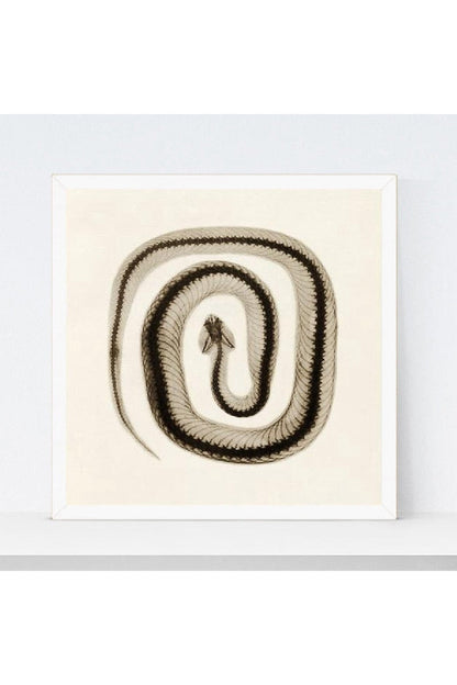 Rynx | toned snake art poster