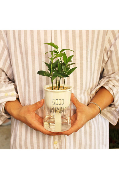 Rynx | Plant Pot Innovation