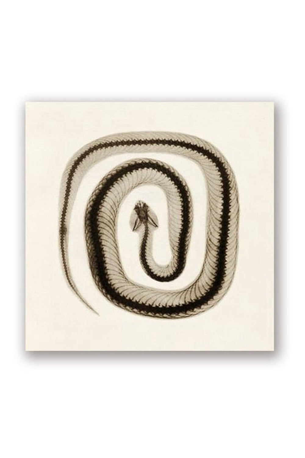 Rynx | toned snake art poster