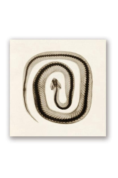 Rynx | toned snake art poster