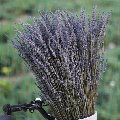 Rynx | LavishBloom Natural Dried Lavender | Fragrant Decoration Bundle | Relaxing Aromatherapy | Sustainable Decoration