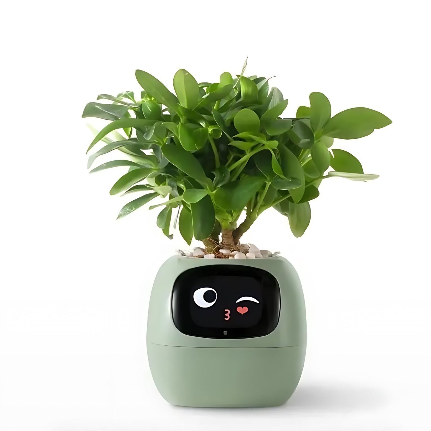 Rynx | GreenBuddy SmartPot - Automatic Smart Planter