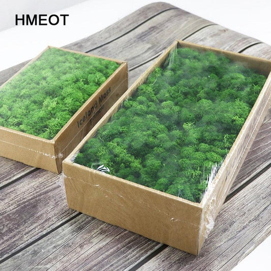 Rynx | Lush Green Moss Wall Art: The Timeless Beauty of Nature