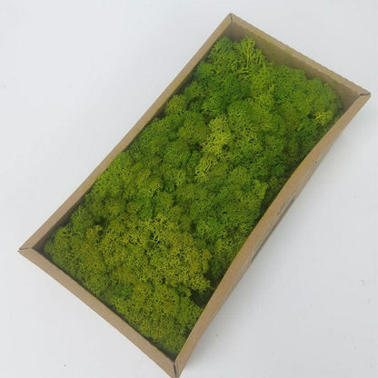 Rynx | Lush Green Moss Wall Art: The Timeless Beauty of Nature