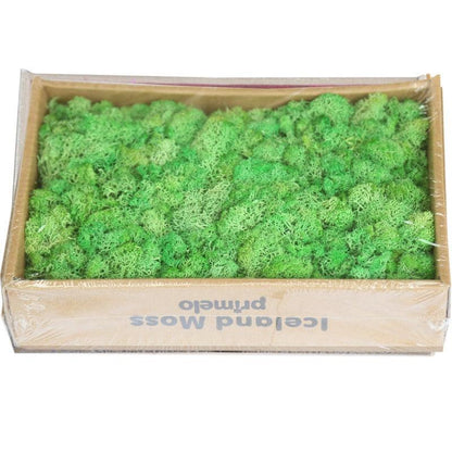 Rynx | Lush Green Moss Wall Art: The Timeless Beauty of Nature
