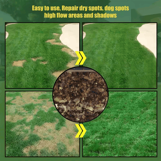 Rynx | Evergreen Grass Seeds – Lusher, greener lawn made easy!