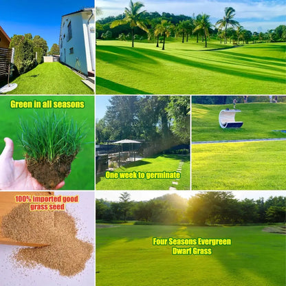 Rynx | Evergreen Grass Seeds – Lusher, greener lawn made easy!