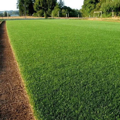 Rynx | Evergreen Grass Seeds – Lusher, greener lawn made easy!