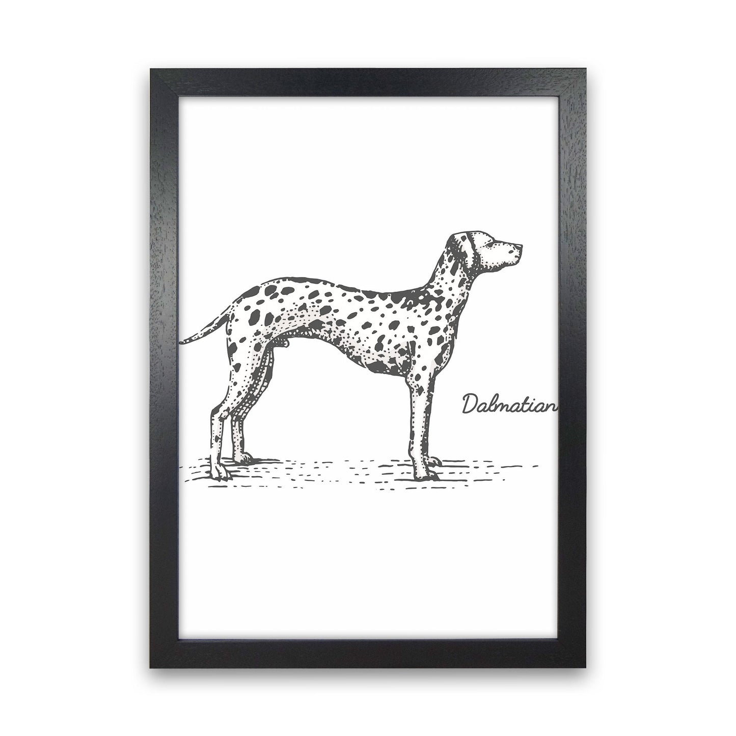 Rynx | Dalmatian Art Print by Jason Stanley