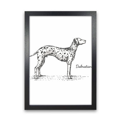 Rynx | Dalmatian Art Print by Jason Stanley