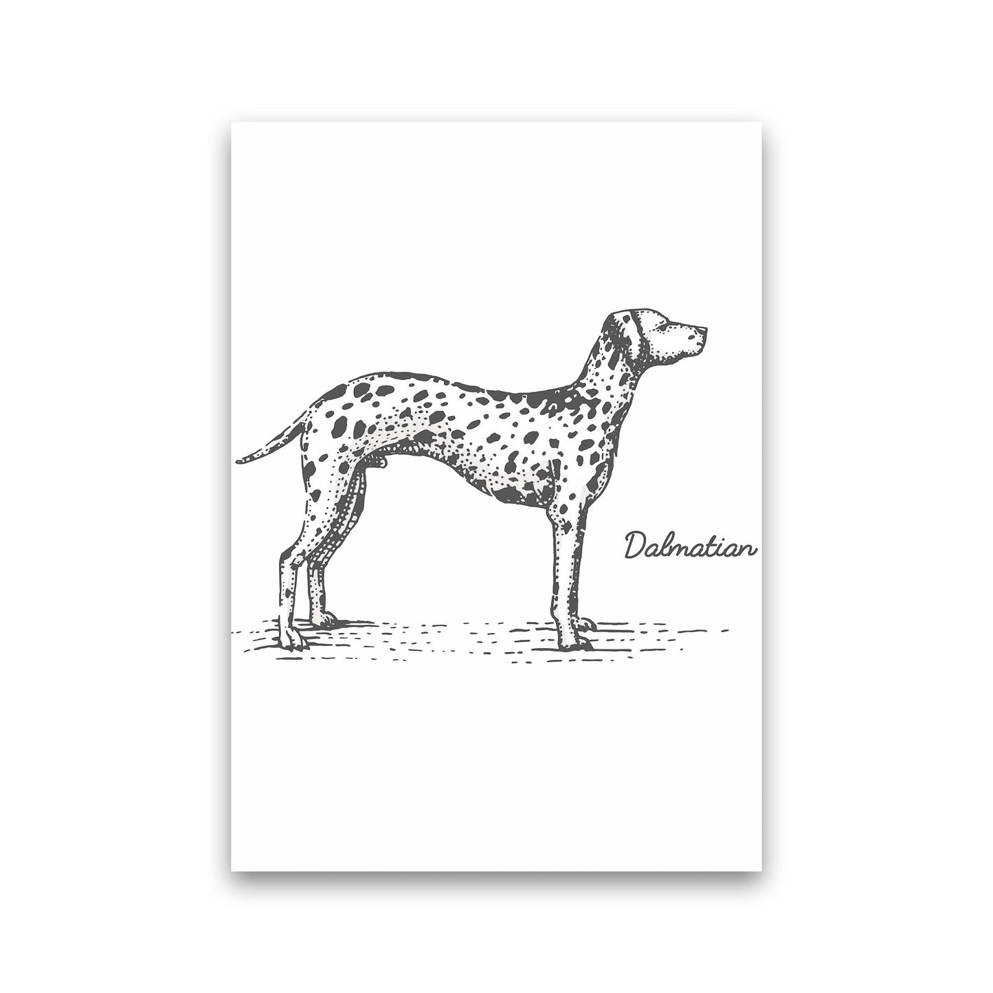 Rynx | Dalmatian Art Print by Jason Stanley