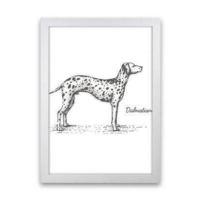 Rynx | Dalmatian Art Print by Jason Stanley