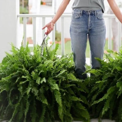 Rynx | Artificial Boston Fern Bundle - UV resistant & easy to care for (18 stems)