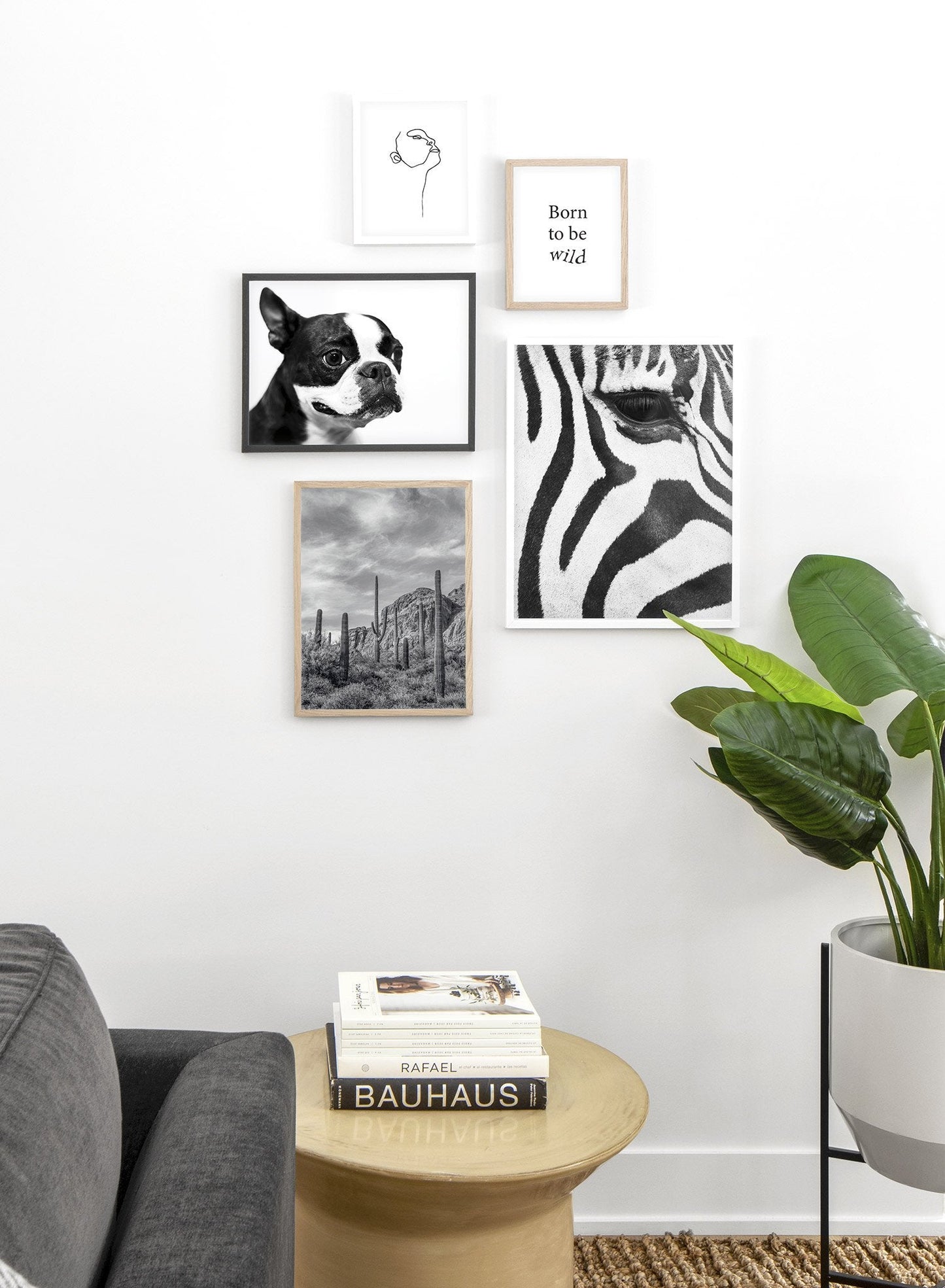 Rynx | Boston Terrier, Poster