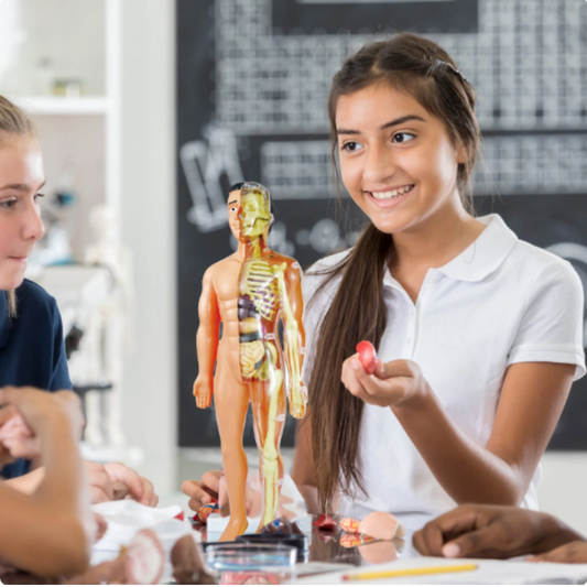 Rynx | Educational Anatomical Model for Children - BioBouw