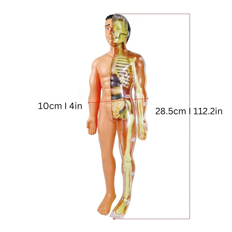 Rynx | Educational Anatomical Model for Children - BioBouw