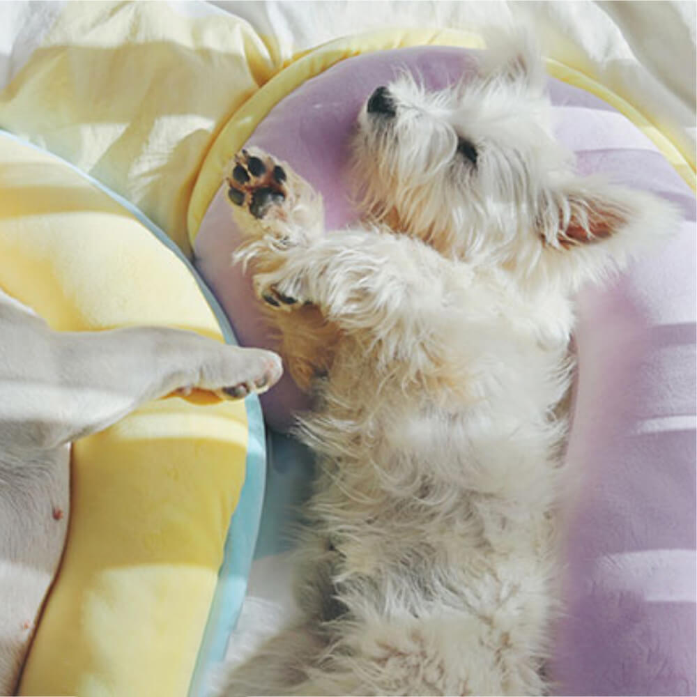 Rynx | Orthopedic Back Support Pillow Dog Sleep Pillow