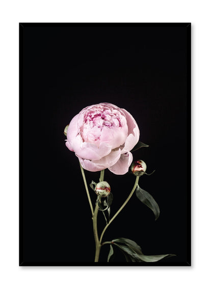 Rynx | Perfection, Poster