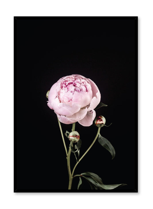 Rynx | Perfection, Poster