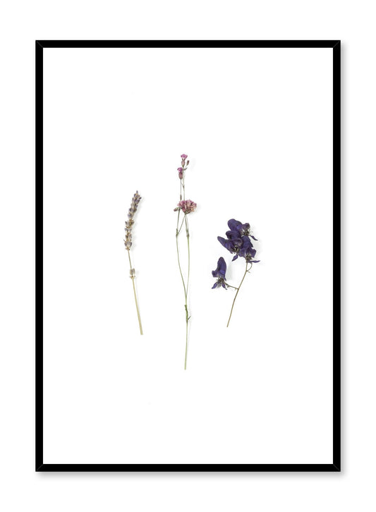Rynx | Mauve dried flowers, poster