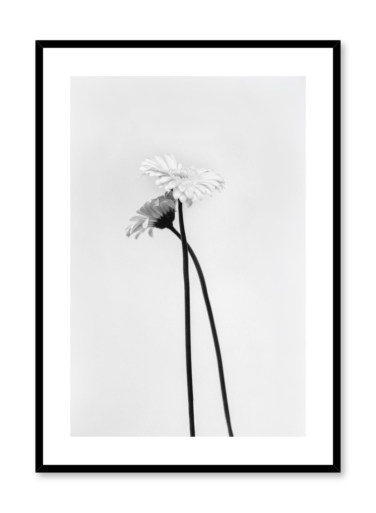 Rynx | Black & White Gerbera, Poster