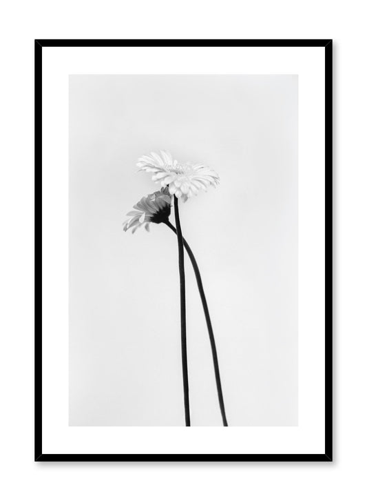Rynx | Black & White Gerbera, Poster